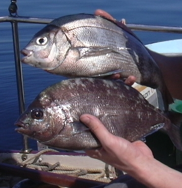 La pêche à la Dorade grise en baie de Morlaix ( partie 1: l’appât )