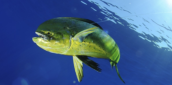 La pêche aux « Mahimahi »