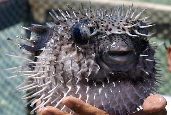 Faux goût ce vrai poisson ?