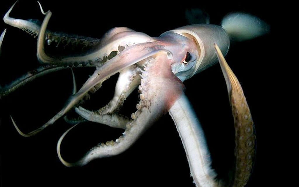 Le Dosidicus gigas - Pêche Tonton