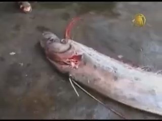 Earthquake Fish ou King of herrings