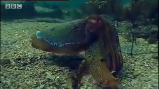 Giant Cuttlefish