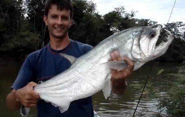 Pescando uma cachorra