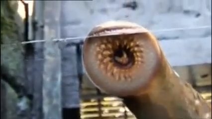 Lamprey sucks !