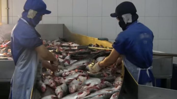 Le bon poisson du Mekong