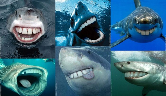 Les requins sont cool