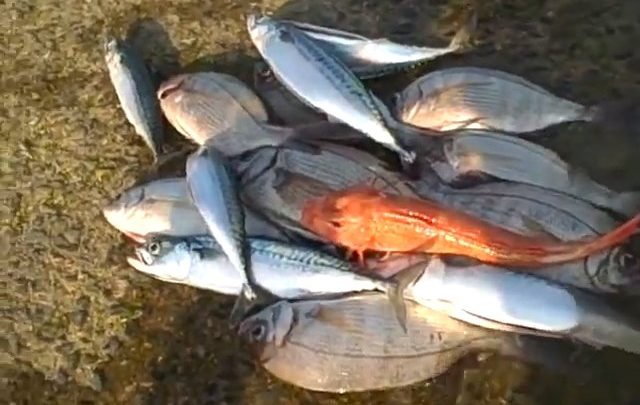 Retour de pêche de Pêche Tonton