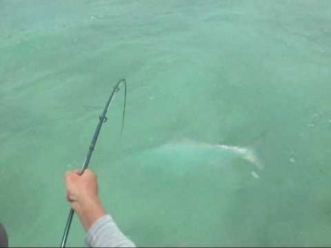 Fishing Rod Vs Tarpon