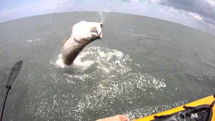 Tarpon Vs Kayak