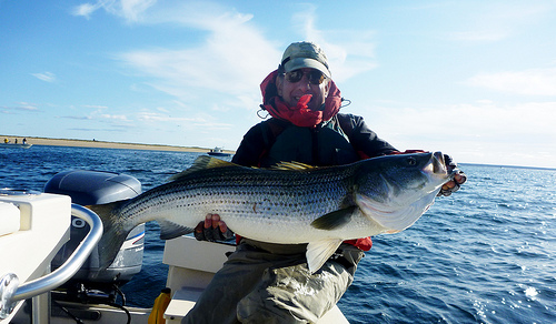 Cours de bar n°6 Le Morone saxatilis