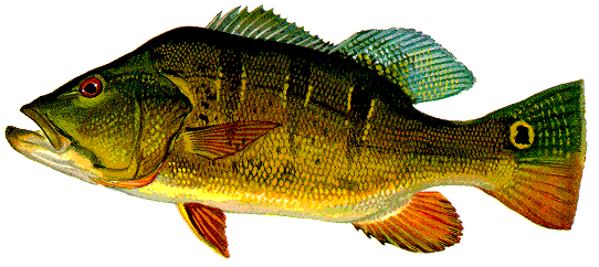 Le Peacock Bass