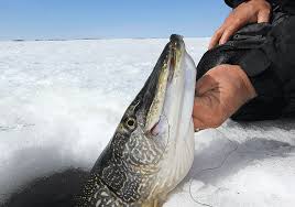 Or pike on ice ?