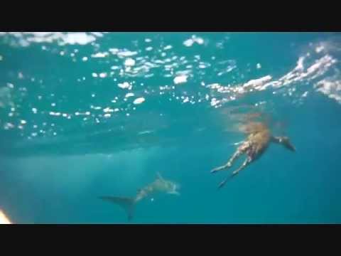 Bambi Vs Requin