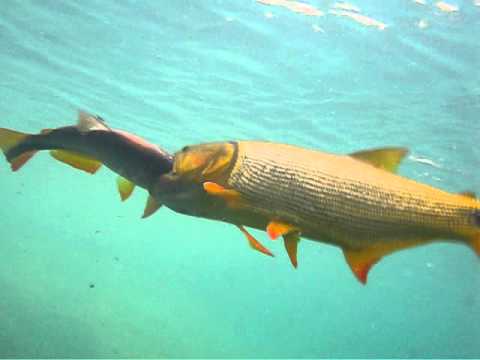 Salminus brasiliensis  un peu gourmand