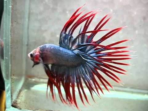 No future Fish