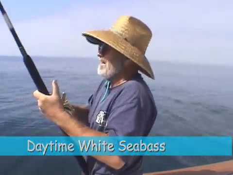 White sea bass technique