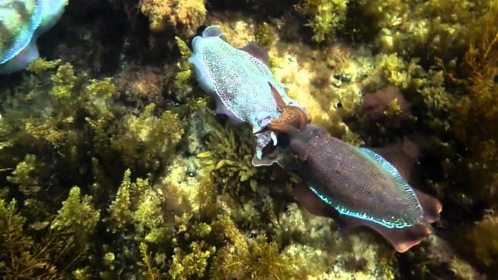 Giant Australian Cuttlefish