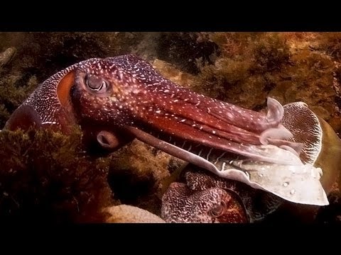 Fighting Cuttlefish