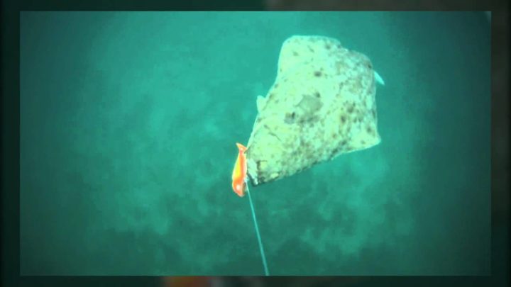 Halibut Attacking Underwater