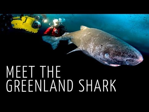 Greenland Shark