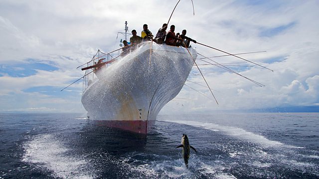 Pêches Ton thon