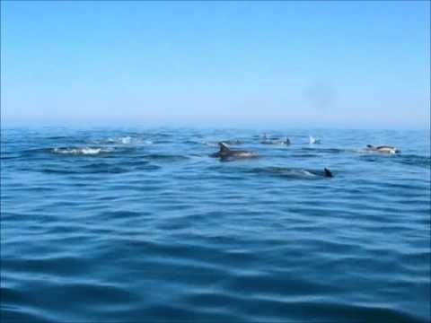 Les dauphins (version longue)