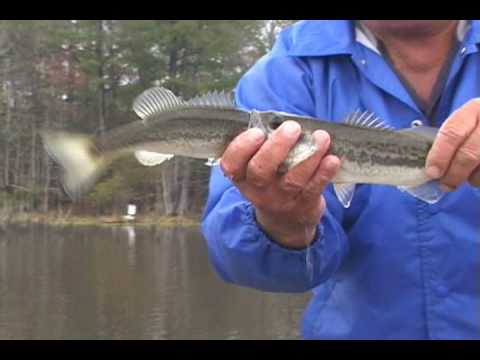 Bass eat bass