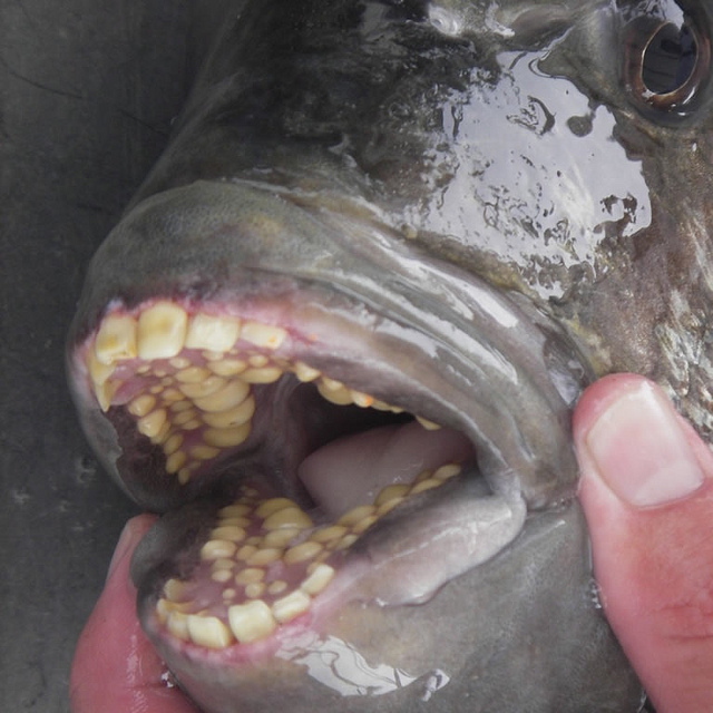 Les véritables dents de la mer