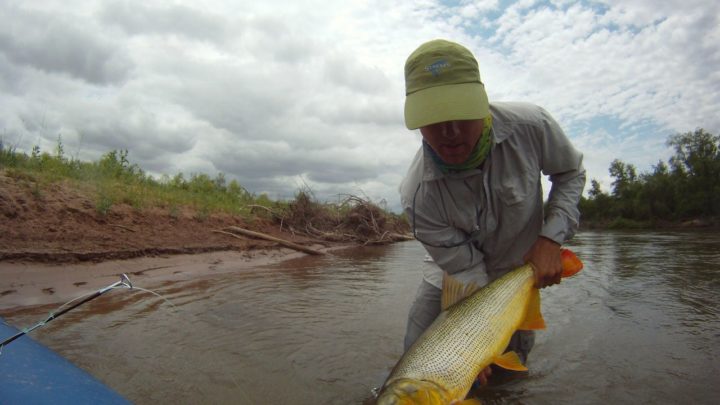 Dorado from Argentina