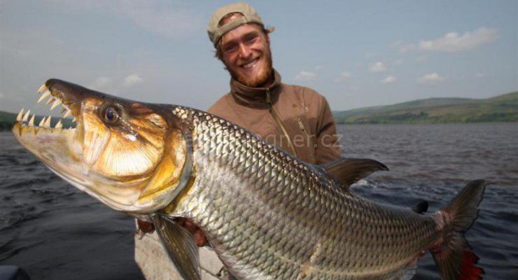 Goliath Tiger Fish : le Tigre du fleuve