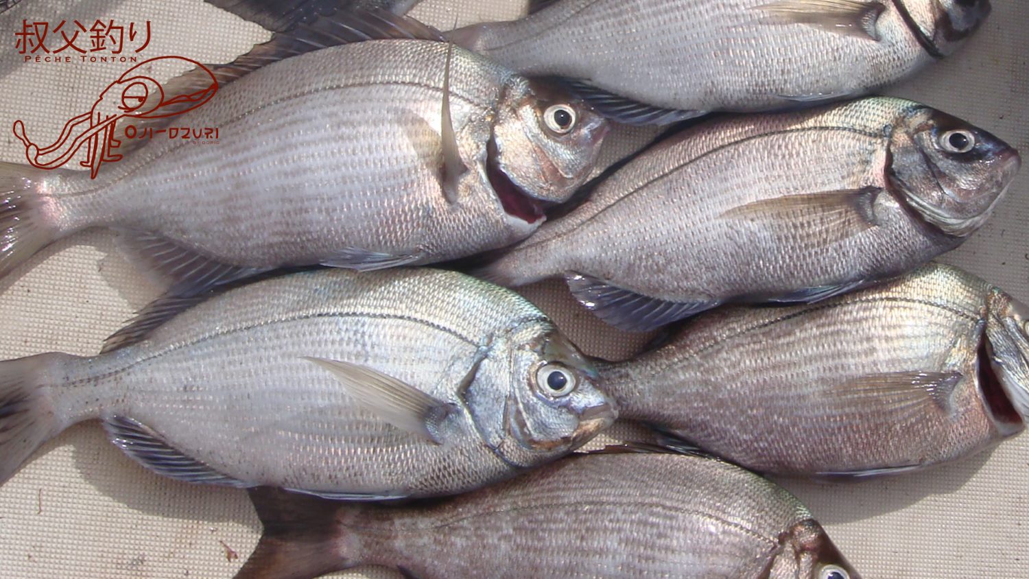 Mise en filets d’une dorade grise