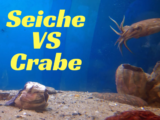 seiche vs crabe