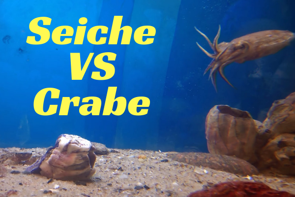 Seiche VS Crabe