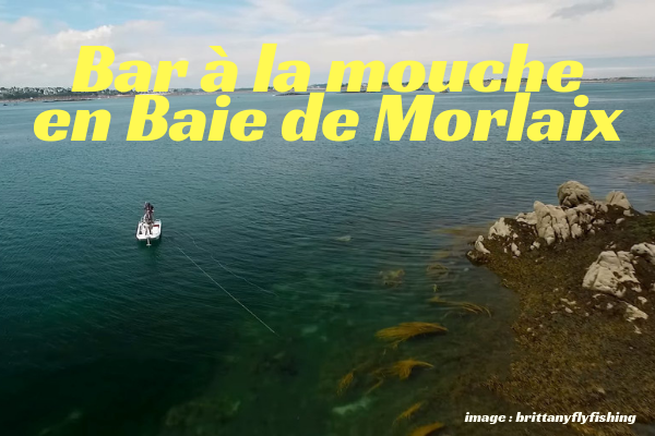 Bar à la mouche en Baie de Morlaix