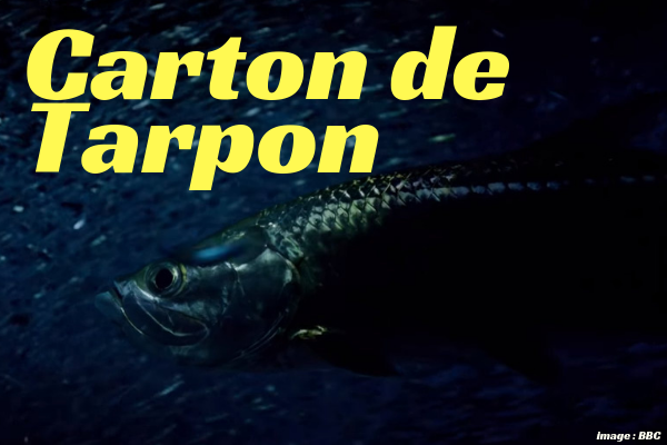 Carton de Tarpon !