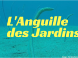 anguille des jardins