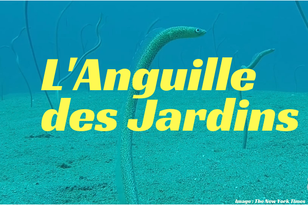 L’Anguille des Jardins