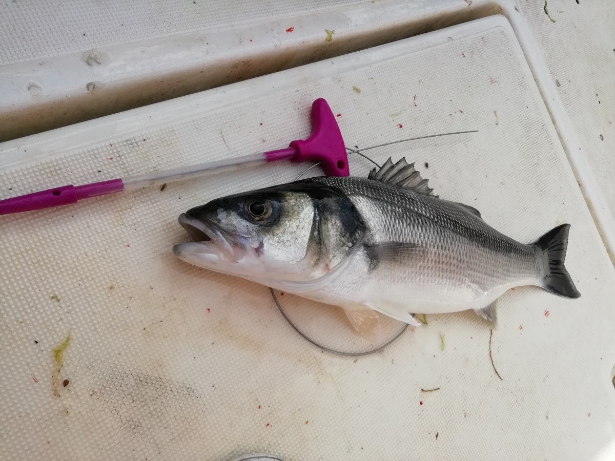 Dorade grise ikejime par Pêche Tonton - Pêche Tonton