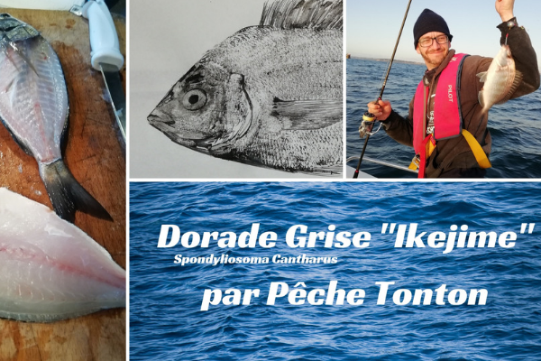 Dorade grise « ikejime » par Pêche Tonton