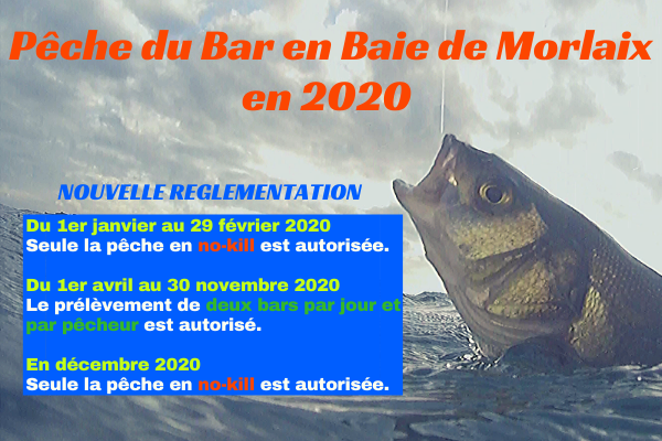 La pêche du Bar en Baie de Morlaix en 2020 !