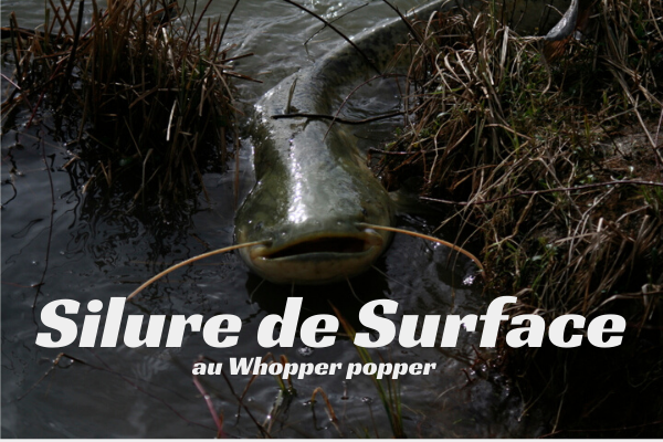 Silure de Surface