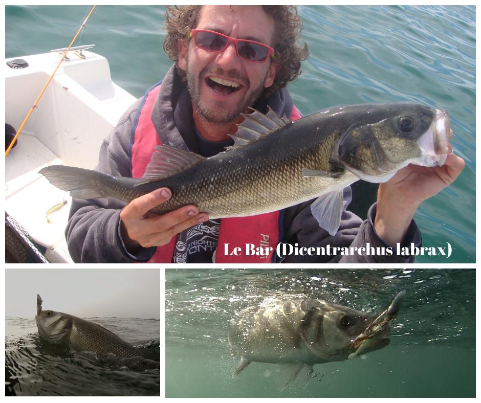 Le bar au leurre les incontournables - Le blog de Breizh pêche 29