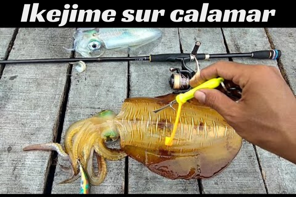 Ika shime ou l’Ikejime sur calamar