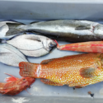 poisson de la baie de morlaix