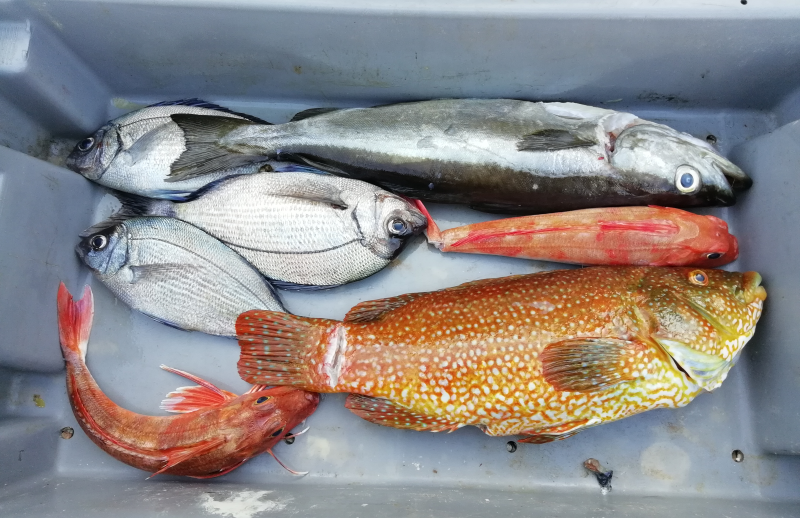 poisson de la baie de morlaix