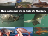 mes fish de la baie de morlaix