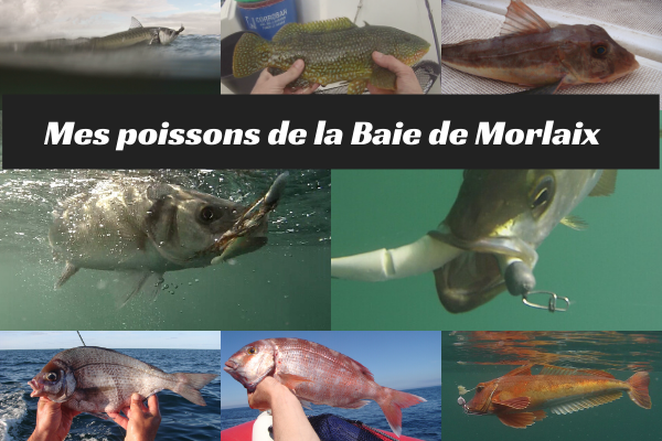 Mes poissons de la Baie de Morlaix
