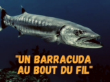 barracuda