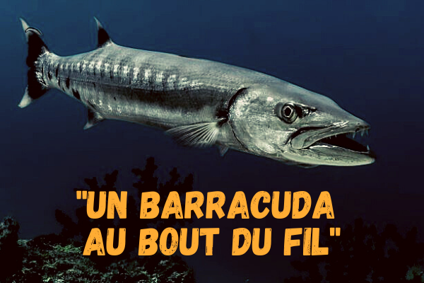Un Barracuda au bout du fil
