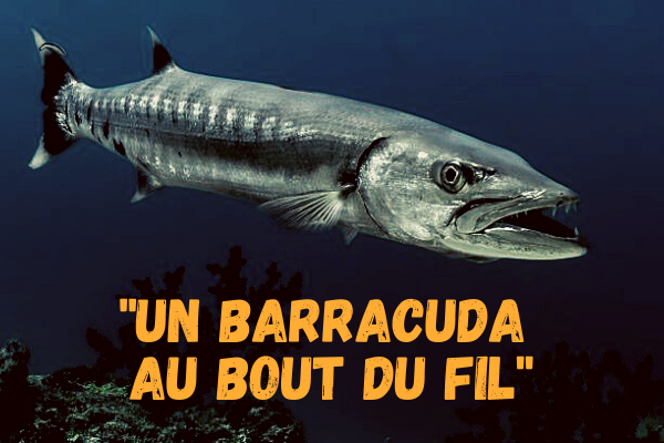 barracuda